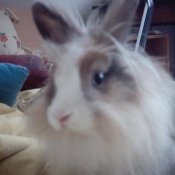 Photo de Lapin