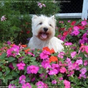 Photo de West highland white terrier