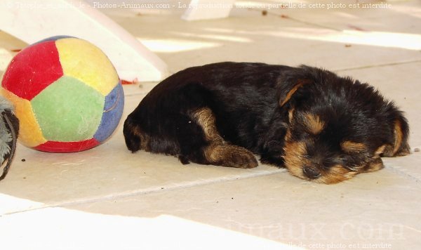 Photo de Yorkshire terrier