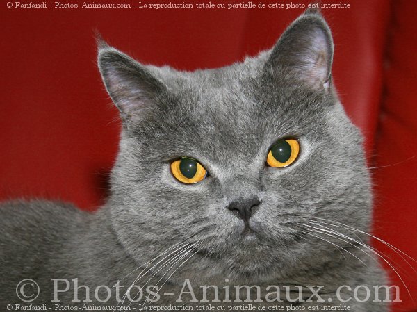 Photo de British shorthair