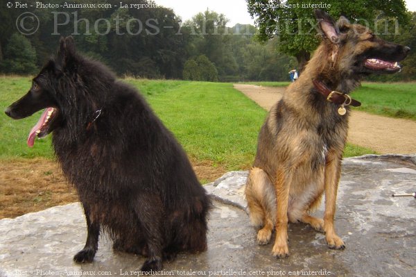 Photo de Races diffrentes