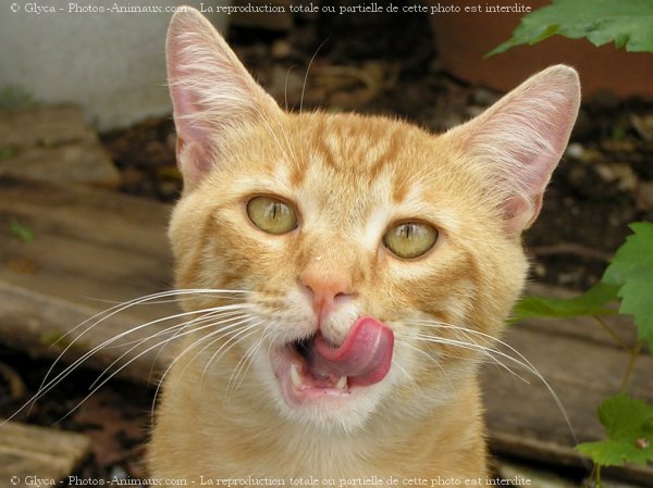 Photo de Chat domestique