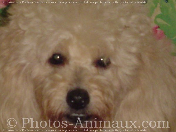 Photo de Caniche moyen