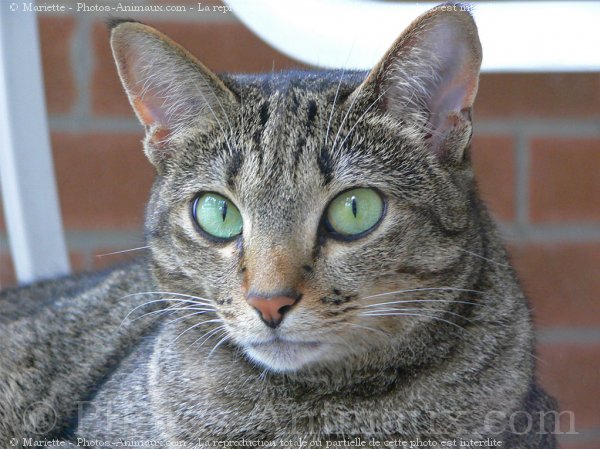 Photo d'Ocicat