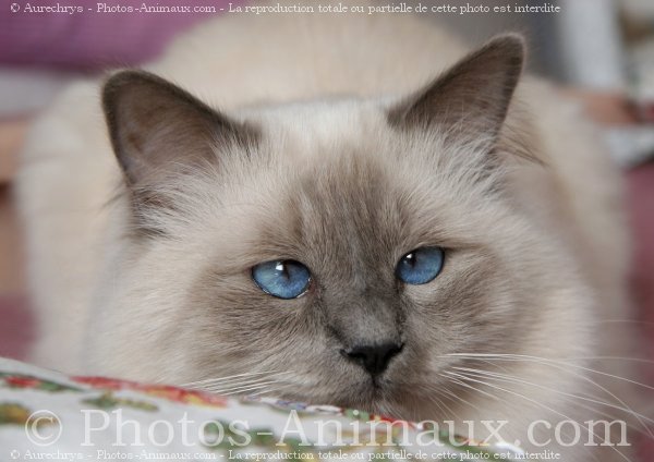 Photo de Sacr de birmanie