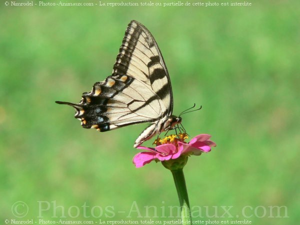 Photo de Papillon