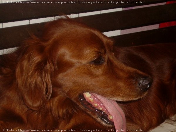 Photo de Setter irlandais rouge