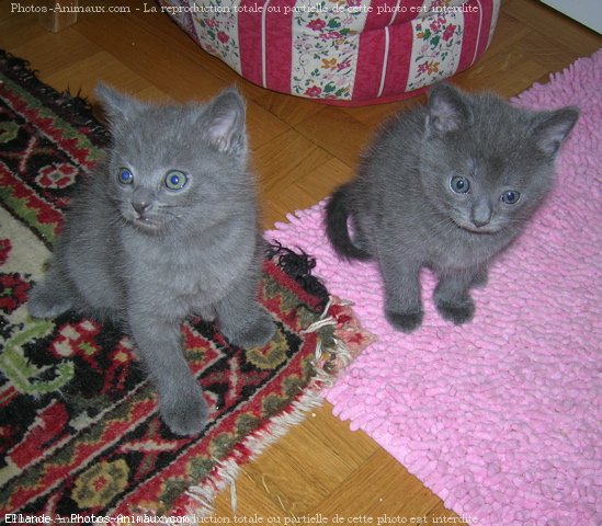 Photo de Chartreux