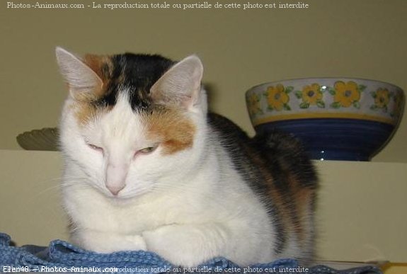 Photo de Chat domestique