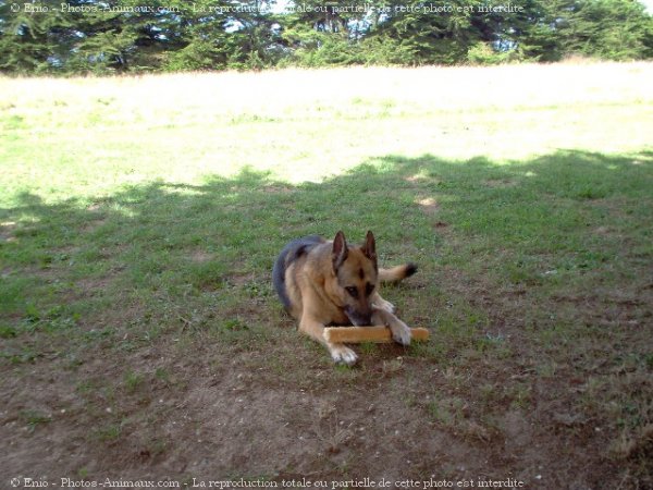 Photo de Berger allemand  poil court