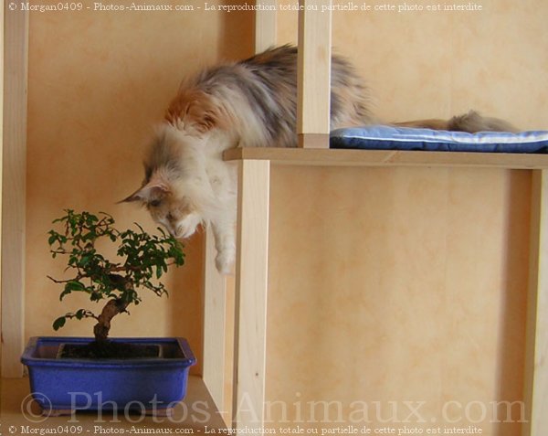 Photo de Maine coon