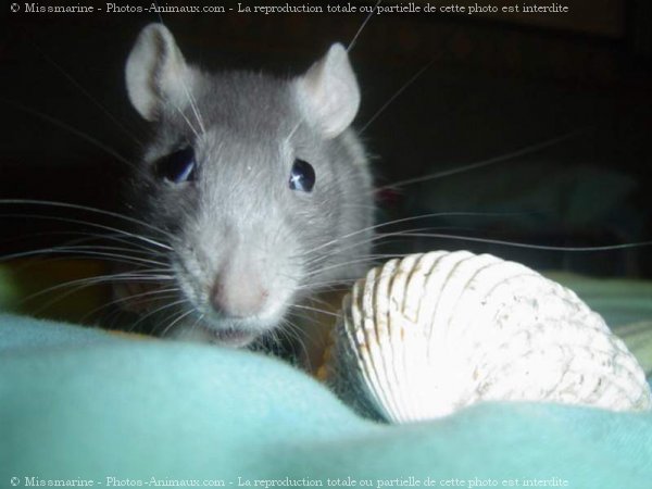 Photo de Rat