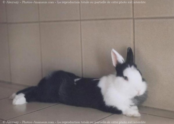 Photo de Lapin