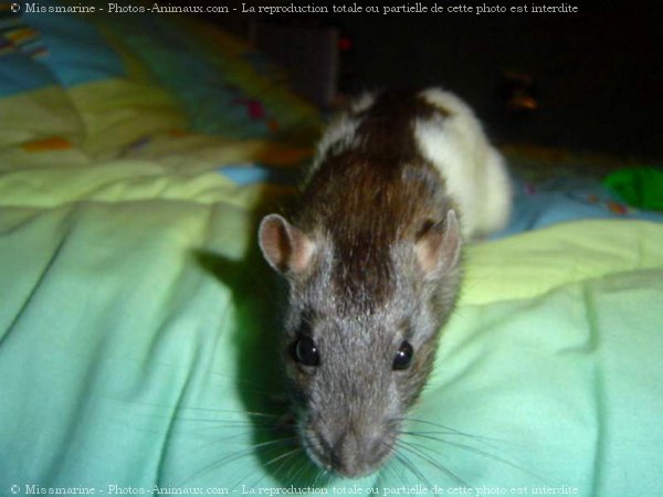 Photo de Rat