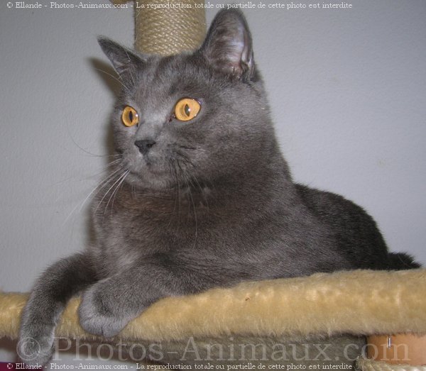 Photo de Chartreux