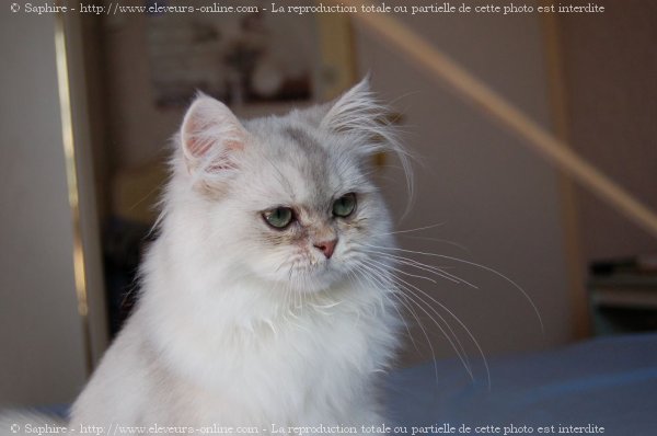 Photo de British longhair