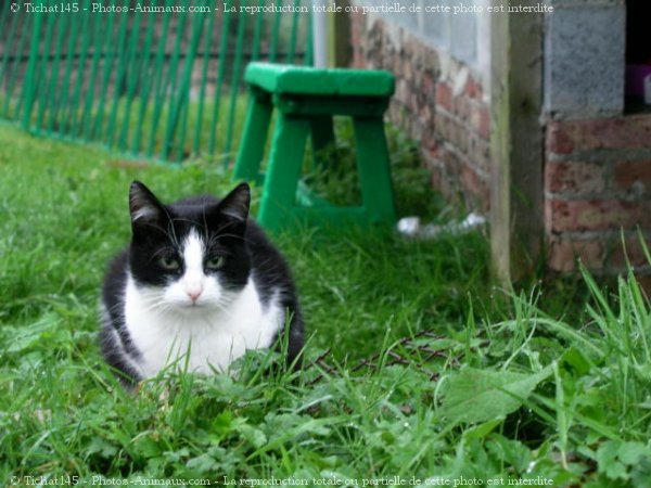 Photo de Chat domestique