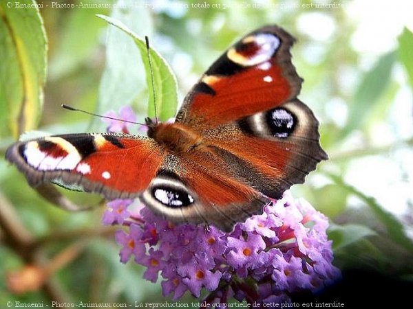 Photo de Papillon