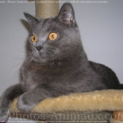 Photo de Chartreux