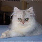 Photo de British longhair