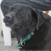 Photo de Labrador retriever