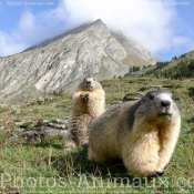 Photo de Marmotte