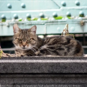 Photo de Chat domestique