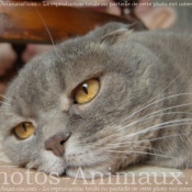 Photo de Scottish fold