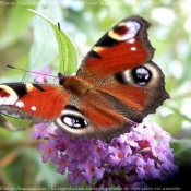 Photo de Papillon