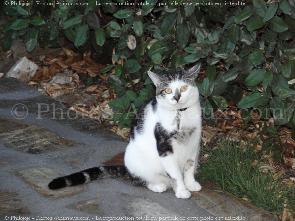 Photo de Chat domestique