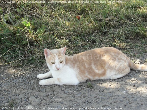 Photo de Chat domestique