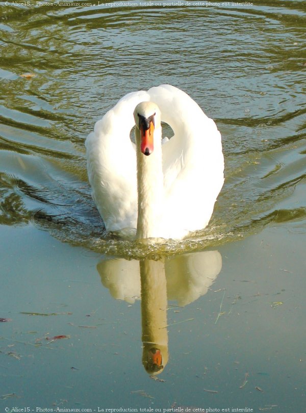 Photo de Cygne