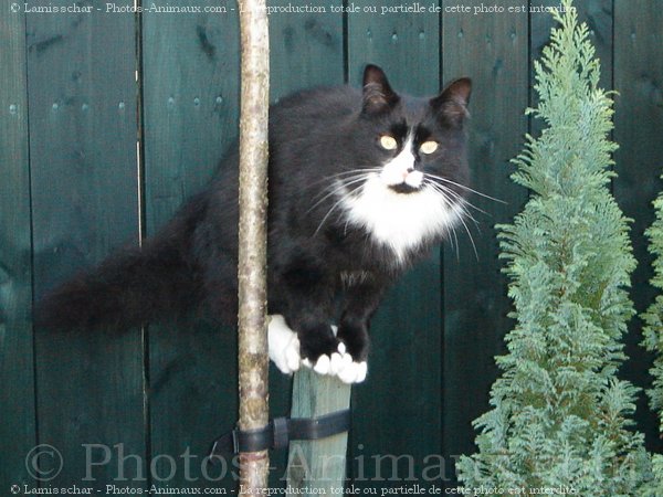 Photo de Chat domestique