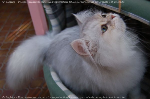 Photo de British longhair