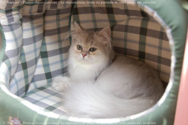 Photo de British longhair