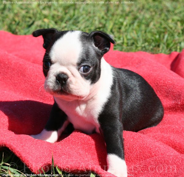 Photo de Boston terrier