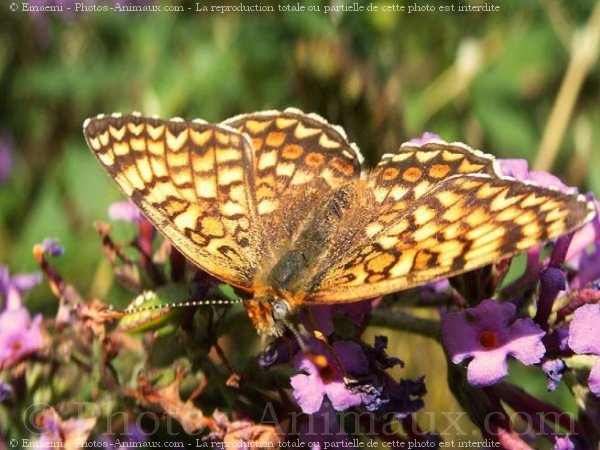 Photo de Papillon