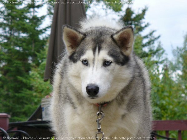 Photo de Husky siberien