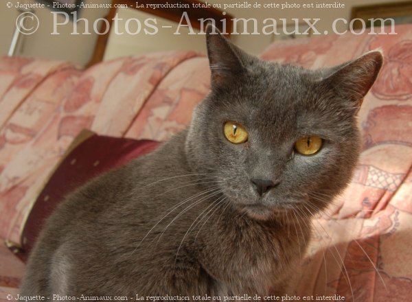 Photo de Chartreux