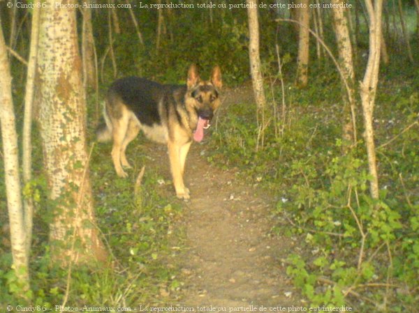 Photo de Berger allemand  poil court