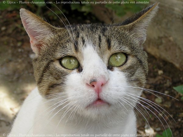 Photo de Chat domestique