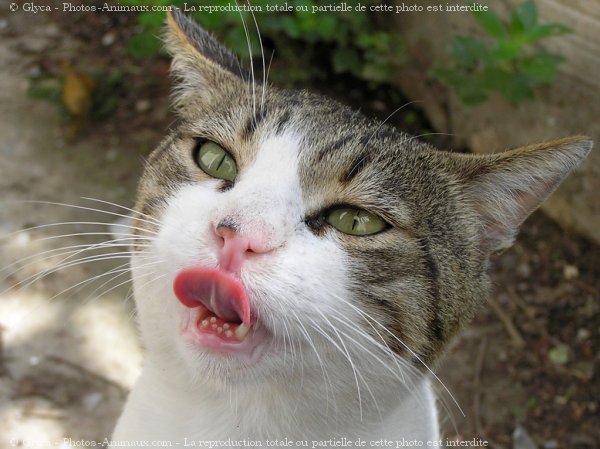 Photo de Chat domestique