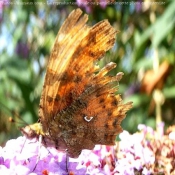 Photo de Papillon