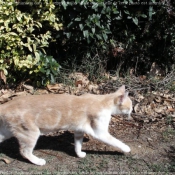 Photo de Chat domestique