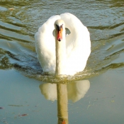 Photo de Cygne