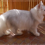 Photo de British longhair