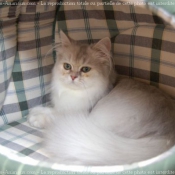 Photo de British longhair