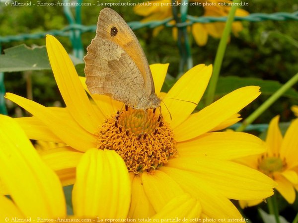 Photo de Papillon