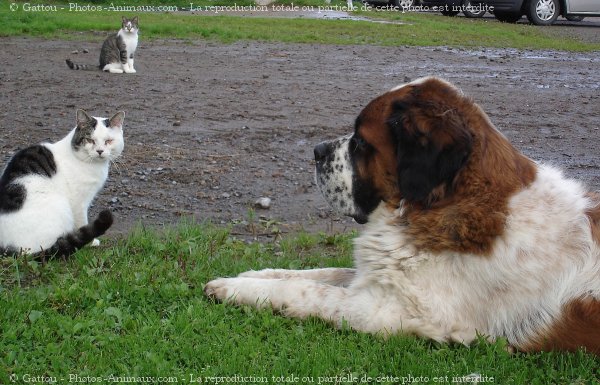 Photo de Saint-bernard poil long