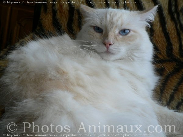 Photo de Ragdoll